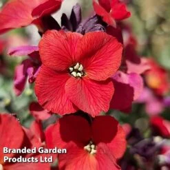 Erysimum 'Colour Vibe Red' -Garden Supplies Sale ERYS COLOURVIB H49884
