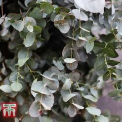 Eucalyptus Gunnii -Garden Supplies Sale EUCA T58188 B