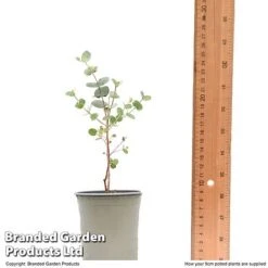 Eucalyptus Gunnii 'Azura' 10 Eucalyptus Gunnii 'Azura' -Garden Supplies Sale EUCA AZURA9CM T48474