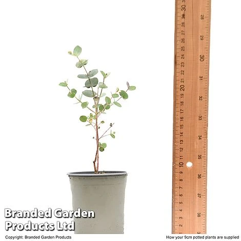 Eucalyptus Gunnii 'Azura' 4 Eucalyptus Gunnii 'Azura' - Image 4