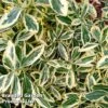 Euonymus 'Japonicus Bravo'
