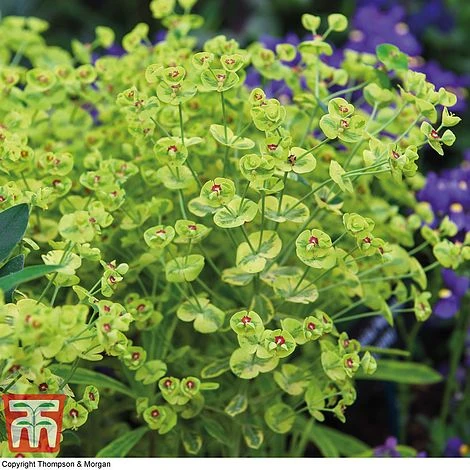 Euphorbia X Martini 'Ascot Rainbow' 1 Euphorbia X Martini 'Ascot Rainbow'
