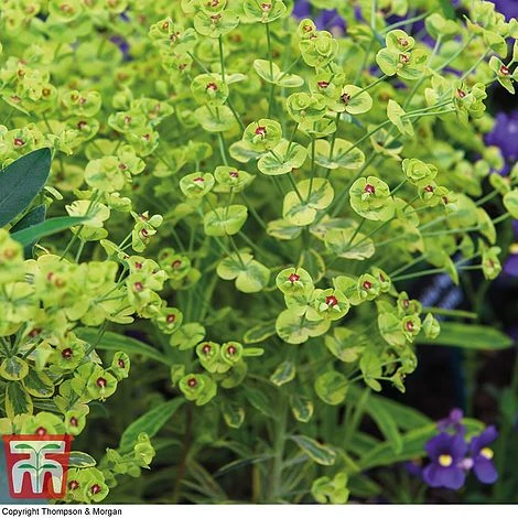 Euphorbia X Martini 'Ascot Rainbow' 2 Euphorbia X Martini 'Ascot Rainbow' - Image 2