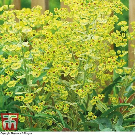 Euphorbia X Martini 'Ascot Rainbow' 3 Euphorbia X Martini 'Ascot Rainbow' - Image 3