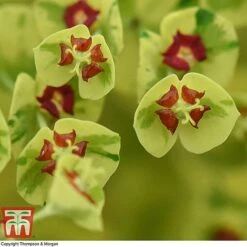 Euphorbia X Martini 'Ascot Rainbow' 11 Euphorbia X Martini 'Ascot Rainbow' -Garden Supplies Sale EUPH T62211 D