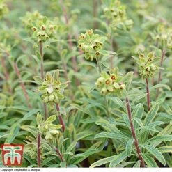 Euphorbia X Martini 'Ascot Rainbow' 12 Euphorbia X Martini 'Ascot Rainbow' -Garden Supplies Sale EUPH T62211 E