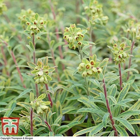 Euphorbia X Martini 'Ascot Rainbow' 5 Euphorbia X Martini 'Ascot Rainbow' - Image 5