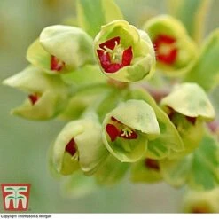 Euphorbia X Martini 'Ascot Rainbow' 13 Euphorbia X Martini 'Ascot Rainbow' -Garden Supplies Sale EUPH T62211 F