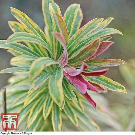 Euphorbia X Martini 'Ascot Rainbow' 7 Euphorbia X Martini 'Ascot Rainbow' - Image 7