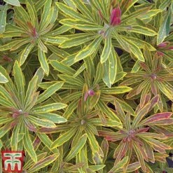 Euphorbia X Martini 'Ascot Rainbow' 15 Euphorbia X Martini 'Ascot Rainbow' -Garden Supplies Sale EUPH T62211 H