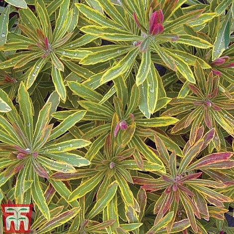 Euphorbia X Martini 'Ascot Rainbow' 8 Euphorbia X Martini 'Ascot Rainbow' - Image 8