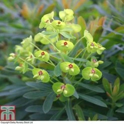 Euphorbia X Martini 'Baby Charm'