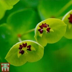 Euphorbia X Martini -Garden Supplies Sale EUPH T82206 C