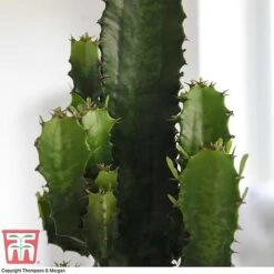 Euphorbia Acrurensis -Garden Supplies Sale EUPH tka6944 C