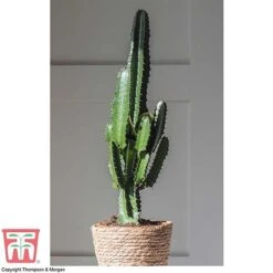 Euphorbia Acrurensis -Garden Supplies Sale EUPH tka6944 H