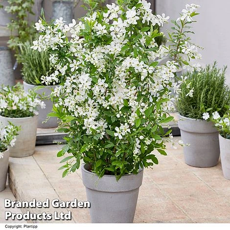 Exochorda 'Blushing Pearl' 1 Exochorda 'Blushing Pearl'