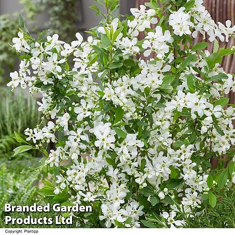 Exochorda 'Blushing Pearl' 2 Exochorda 'Blushing Pearl' - Image 2