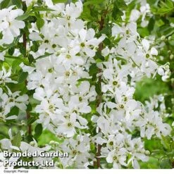Exochorda 'Blushing Pearl' 10 Exochorda 'Blushing Pearl' -Garden Supplies Sale EXOC BLUSHINGP H39579