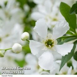 Exochorda 'Blushing Pearl' 12 Exochorda 'Blushing Pearl' -Garden Supplies Sale EXOC BLUSHINGP H39619