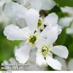 Exochorda 'Blushing Pearl' 13 Exochorda 'Blushing Pearl' -Garden Supplies Sale EXOC BLUSHINGP H39620