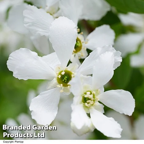 Exochorda 'Blushing Pearl' 6 Exochorda 'Blushing Pearl' - Image 6