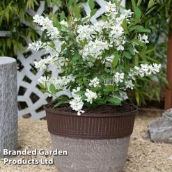 Exochorda 'Blushing Pearl' 15 Exochorda 'Blushing Pearl' -Garden Supplies Sale EXOC BLUSHINGP S34265