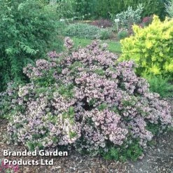 Escallonia 'Showstopper' 5 Escallonia 'Showstopper' -Garden Supplies Sale Escallonia Showstopper KC5064 C