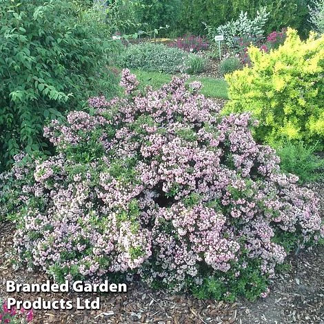 Escallonia 'Showstopper' 3 Escallonia 'Showstopper' - Image 3