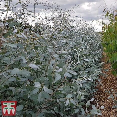 Eucalyptus Gunnii 'Silverana' 1 Eucalyptus Gunnii 'Silverana'