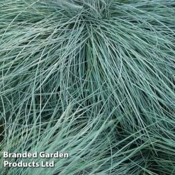 Colourful Ornamental Grass Collection -Garden Supplies Sale FEST GLAUCA W48105
