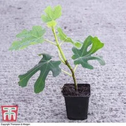 Green Fig -Garden Supplies Sale FICU 0569 A