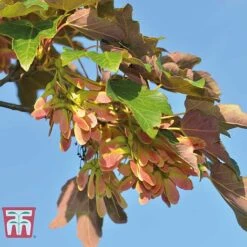 Field Maple (Hedging) -Garden Supplies Sale FIEL 70261 A