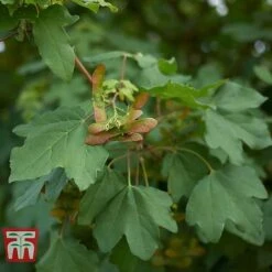 Field Maple (Hedging) -Garden Supplies Sale FIEL 70261 B
