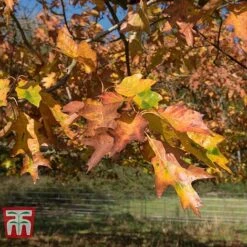 Field Maple (Hedging) -Garden Supplies Sale FIEL 70261 D