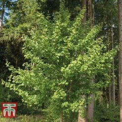 Field Maple (Hedging) -Garden Supplies Sale FIEL 70261 E