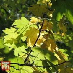 Field Maple (Hedging) -Garden Supplies Sale FIEL 70261 G