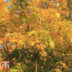 Field Maple (Hedging) -Garden Supplies Sale FIEL 70261 H