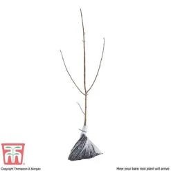 Field Maple (Hedging) -Garden Supplies Sale FIEL 70261 P