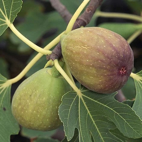 Fig 'Brunswick' 1 Fig 'Brunswick'