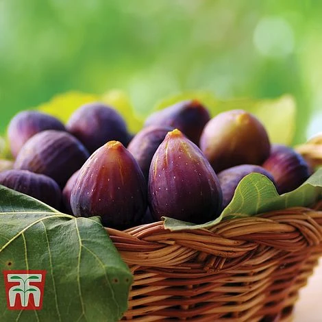 Fig 'Violette De Bordeaux' 1 Fig 'Violette De Bordeaux'