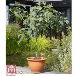 Fig 6 Fig -Garden Supplies Sale FIG KB0586 C
