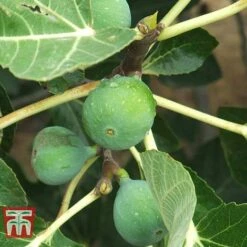Fig 'Chelsea' (Standard)