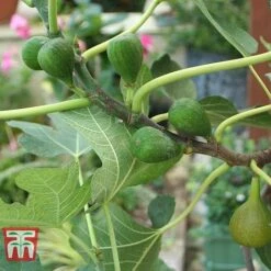 Fig 'Chelsea' (Standard) -Garden Supplies Sale FIG T56489 C