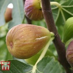 Fig 'Chelsea' (Standard) -Garden Supplies Sale FIG T56489 D