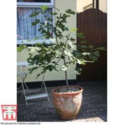 Fig 'Chelsea' (Standard) -Garden Supplies Sale FIG T56489 E