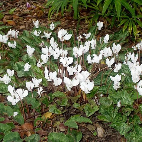 Cyclamen Hederifolium 'Alba' 1 Cyclamen Hederifolium 'Alba'