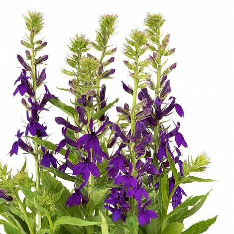 Lobelia 'Starship Blue' 1 Lobelia 'Starship Blue'