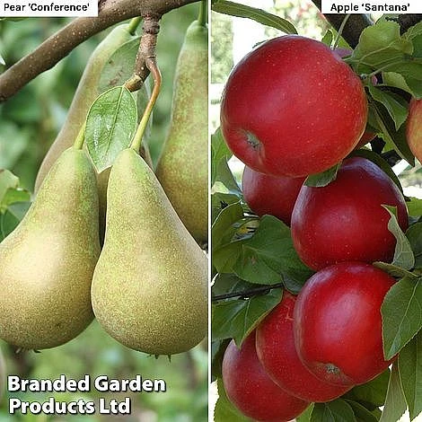 Fruit Tree Duo 1 Fruit Tree Duo