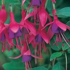 Fuchsia 'Tom Thumb' (Hardy) -Garden Supplies Sale FUCH T57754 A h