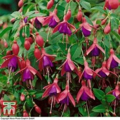 Fuchsia 'Tom Thumb' (Hardy) -Garden Supplies Sale FUCH T57754 D